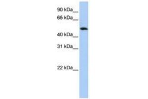 FAM175B antibody  (C-Term)