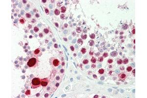 Anti-LFNG / Lunatic Fringe antibody IHC staining of human testis. (LFNG 抗体  (AA 74-123))