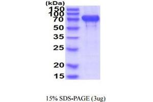SDS-PAGE (SDS) image for Cadherin 2 (CDH2) (AA 160-724) protein (His tag) (ABIN5854951) (N-Cadherin Protein (AA 160-724) (His tag))