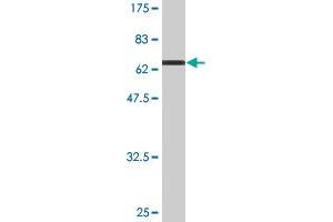 Western Blot detection against Immunogen (73. (AHCY 抗体  (AA 1-432))
