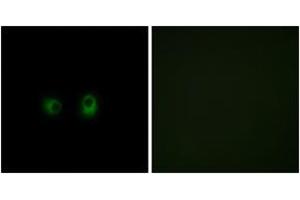 Immunofluorescence analysis of COS7 cells, using OR2AK2 Antibody. (OR2AK2 抗体  (AA 241-290))