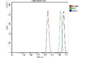 anti-Structural Maintenance of Chromosomes 5 (SMC5) (AA 14-1089) antibody