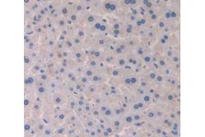 IHC-P analysis of Mouse Tissue, with DAB staining. (CYP2E1 抗体  (AA 34-273))