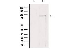 Western blot analysis of extracts from 3T3, using TRIM9 antibody. (TRIM9 抗体  (N-Term))