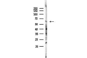 Western blot analysis of lysates from Rat liver, using SNTG2 Antibody at 1/1000 dilution.