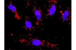 Proximity Ligation Analysis of protein-protein interactions between PTK2 and CCNA1. (Cyclin A1 抗体  (AA 1-464))