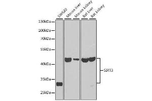 Western blot analysis of extracts of various cell lines, using SIRT3 antibody. (SIRT3 抗体  (C-Term))