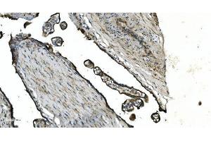 IHC analysis of GNG4 using anti-GNG4 antibody (ABIN7599461). (GNG4 抗体  (AA 1-52))