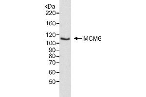 Western Blotting (WB) image for anti-Minichromosome Maintenance Complex Component 6 (MCM6) (C-Term) antibody (ABIN7453531)