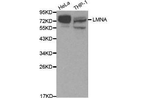 Western blot analysis of extracts of various cell lines, using LMNA antibody. (Lamin A/C 抗体  (AA 403-572))