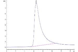 The purity of Biotinylated Human Siglec-2 is greater than 95 % as determined by SEC-HPLC.