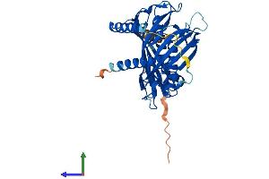AlphaFold protein structure predicition of Mouse Recombinant Acot7 Protein, UniprotID Q91V12