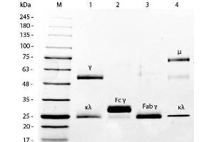SDS-PAGE of Mouse IgG Whole Molecule Rhodamine Conjugated .