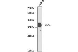 VSX1 抗体