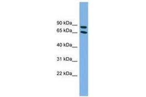 Image no. 1 for anti-Disabled Homolog 1 (Drosophila) (DAB1) (C-Term) antibody (ABIN6743635) (DAB1 抗体  (C-Term))