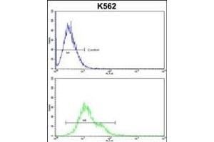 PLCB2 Antibody (N-term) (ABIN653200 and ABIN2842746) flow cytometric analysis of k562 cells (bottom histogram) compared to a negative control cell (top histogram). (Phospholipase C beta 2 抗体  (N-Term))