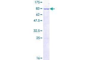 SIL1 Protein (AA 1-461) (GST tag)