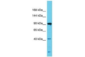 Host:  Rabbit  Target Name:  Nlgn3  Sample Type:  Rat Testis lysates  Antibody Dilution:  1. (Neuroligin 3 抗体  (N-Term))