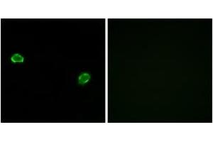 Immunofluorescence analysis of MCF7 cells, using OR5M3 Antibody. (OR5M3 抗体  (AA 53-102))