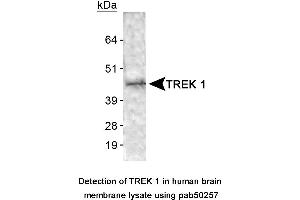 Image no. 1 for anti-Potassium Channel, Subfamily K, Member 2 (KCNK2) (AA 1-100), (N-Term) antibody (ABIN363566) (KCNK2 抗体  (N-Term))