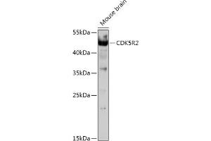 Western blot analysis of extracts of Mouse brain, using CDK5R2 antibody (ABIN7266593) at 1:1000 dilution. (CDK5R2 抗体  (AA 170-310))