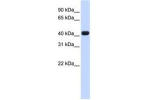 Image no. 1 for anti-RNA terminal Phosphate Cyclase Domain 1 (RTCD1) (AA 36-85) antibody (ABIN6740673) (RTCD1 抗体  (AA 36-85))