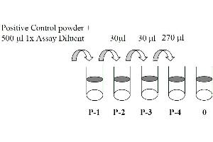 This picture shows the preparation of the positive control. (MEK1 ELISA 试剂盒)