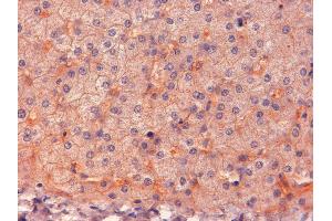ABIN185487 (2µg/ml) staining of paraffin embedded Human Liver. (ENPP1 抗体  (C-Term))