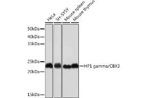 Western blot analysis of extracts of various cell lines, using HP1 gamma/CBX3 Rabbit mAb (ABIN1679484, ABIN3018775, ABIN3018776 and ABIN7101659) at 1:1000 dilution. (CBX3 抗体)