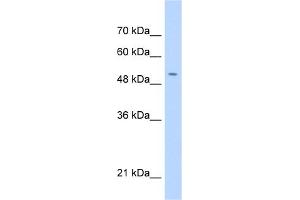 WB Suggested Anti-C11orf24 Antibody Titration:  0. (C11orf24 抗体  (N-Term))