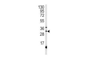 Western blot analysis of ST antibody (C-term) (ABIN392001 and ABIN2841786) in mouse liver tissue lysates (35 μg/lane). (MPST 抗体  (C-Term))