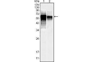 Western blot analysis using MAPK10 mouse mAb against NIH/3T3 (1) and SKN-SH (2) cell lysate. (MAPK10 抗体  (AA 28-233))