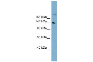 WDR35 antibody used at 1 ug/ml to detect target protein. (WDR35 抗体  (N-Term))