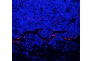 Immunofluorescent analysis of paraformaldehyde-fixed mouse lymph node using LYVE1 (ABIN7074520) at dilution of 1: 4000 (LYVE1 抗体)