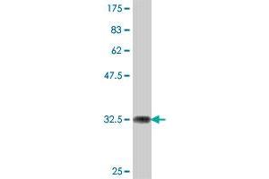 Western Blot detection against Immunogen (36. (PEX7 抗体  (AA 2-99))