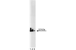 Western Blotting (WB) image for anti-Cell Division Cycle 42 (GTP Binding Protein, 25kDa) (CDC42) (AA 1-191) antibody (ABIN968256) (CDC42 抗体  (AA 1-191))