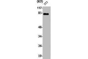 Western Blot analysis of NIH-3T3 cells using PFK-B Polyclonal Antibody (PFKL 抗体  (C-Term))