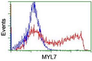 Image no. 1 for anti-Myosin Light Chain 7, Regulatory (MYL7) antibody (ABIN1499492) (MYL7 抗体)