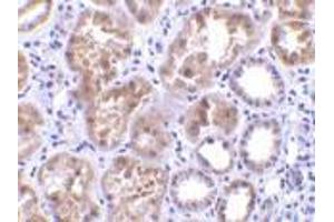Immunohistochemistry (Paraffin-embedded Sections) (IHC (p)) image for anti-C1q and Tumor Necrosis Factor Related Protein 1 (C1QTNF1) (N-Term) antibody (ABIN499660)