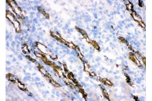 IHC analysis of HSD11B2 using anti-HSD11B2 antibody (ABIN3043846).