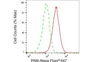 Flow cytometric analysis of PAM expression in HT- cells using PAM antibody (ABIN7799760), 1:2,000). (PAM 抗体)