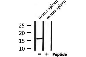 Western blot analysis of extracts from mouse spleen, using Substance P Antibody. (TAC1 抗体  (Internal Region))