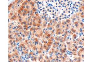 ABIN185522 (3µg/ml) staining of paraffin embedded Human Pancreas. (FZD8 抗体  (C-Term))