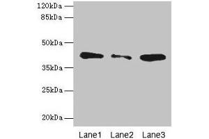 Western blot All lanes: SGCA antibody at 0. (SGCA 抗体  (AA 24-290))