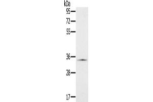 Western Blotting (WB) image for anti-NADH Dehydrogenase (Ubiquinone) 1 alpha Subcomplex, 9, 39kDa (NDUFA9) antibody (ABIN2423847) (NDUFA9 抗体)