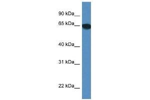 Western Blot showing Scara3 antibody used at a concentration of 1. (SCARA3 抗体  (Middle Region))