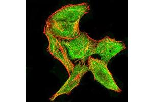 Immunofluorescence (IF) image for anti-DEAD (Asp-Glu-Ala-Asp) Box Polypeptide 3, X-Linked (DDX3X) (AA 518-661) antibody (ABIN5542508)