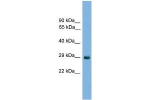 WB Suggested Anti-Nkx1-2 Antibody Titration: 0. (NKX1-2 抗体  (Middle Region))