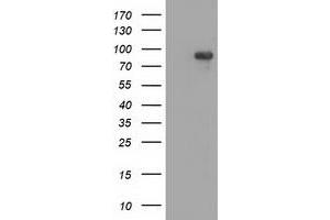 Western Blotting (WB) image for anti-Mitogen-Activated Protein Kinase 12 (MAPK12) antibody (ABIN1499302) (MAPK12 抗体)