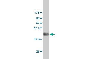 Western Blotting (WB) image for anti-Cyclin B1 (CCNB1) (AA 1-90) antibody (ABIN560211)
